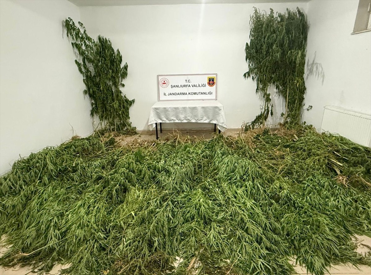 Şanlıurfa'nın Birecik ilçesinde 2 kilo 525 gram esrar ile 555 kök Hint keneviri ele geçirildi, 3...