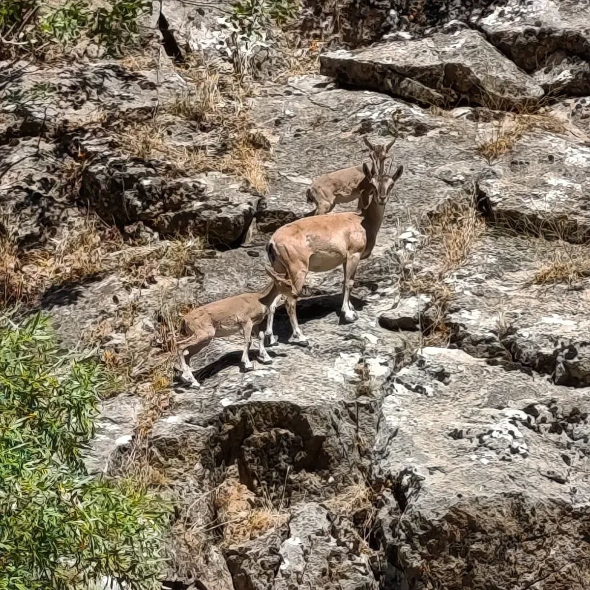 Siirt'in Şirvan ilçesinde dağ keçileri görüntülendi. Yamaçtan çaya inen anne ve yavruları, su...