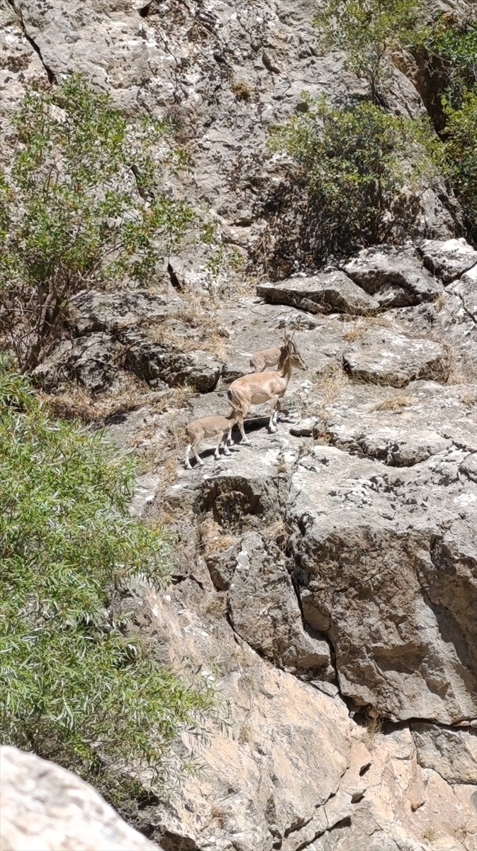 Siirt'in Şirvan ilçesinde dağ keçileri görüntülendi. Yamaçtan çaya inen anne ve yavruları, su...