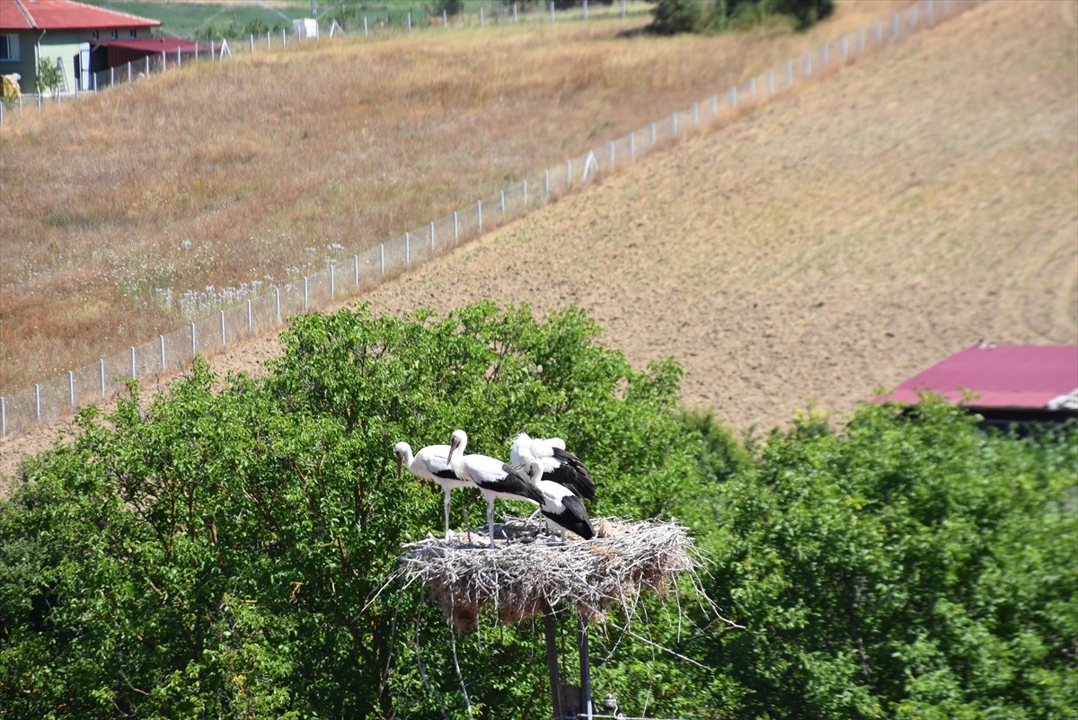 Sinop'un Saraydüzü ilçesi Cuma Ovası'nda Leylek Popülasyonunun Araştırılması Projesi kapsamında üç...