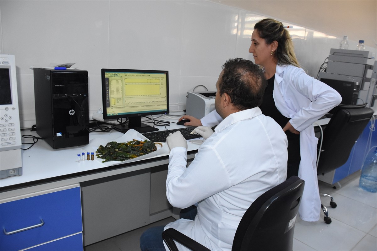 Şırnak Üniversitesi'nde (ŞÜ) yapılan bilimsel araştırmada kentte yetişen ve halk dilinde "soryaz"...