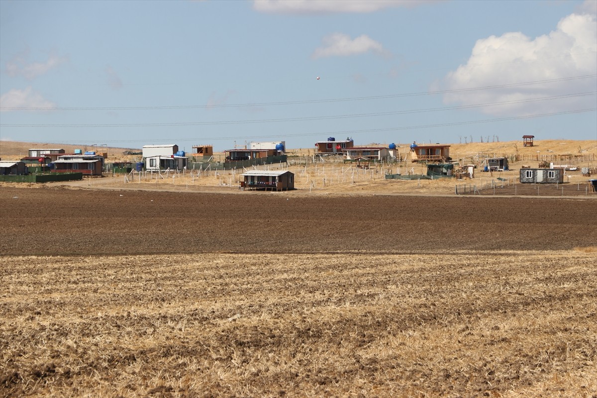 Tekirdağ'ın Marmaraereğlisi ilçesi Yeniçiftlik Mahallesi’nde çiftçiler, tarım arazilerine...