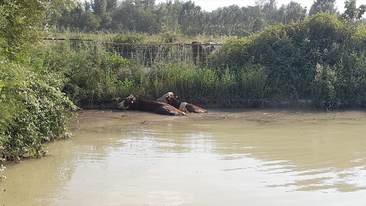 Tokat’ın Erbaa ilçesinde, gölete düşen 3 inek itfaiye ekiplerince kurtarıldı.
