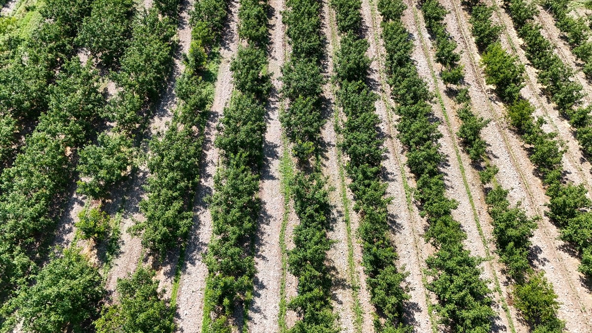 Türkiye'de ceviz yetiştiriciliğinde zararlılarla mücadelede tarım ilacı alternatifi akıllı böcek...