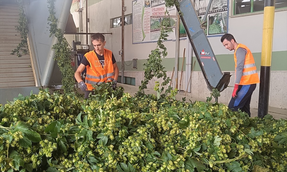 Türkiye'de sadece Bilecik'in Pazaryeri ilçesinde yetiştirilen endüstriyel bitki şerbetçi otunda...