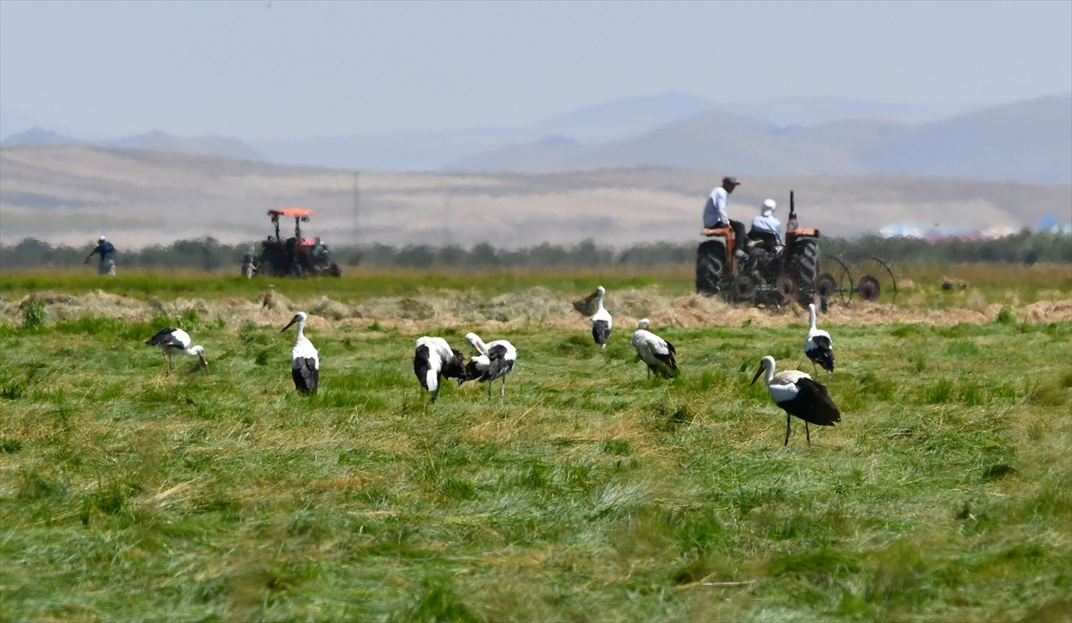 Türkiye'nin kış mevsiminin uzun ve çetin geçtiği Kars'a ilkbaharda gelen leylekler, hasat zamanı...