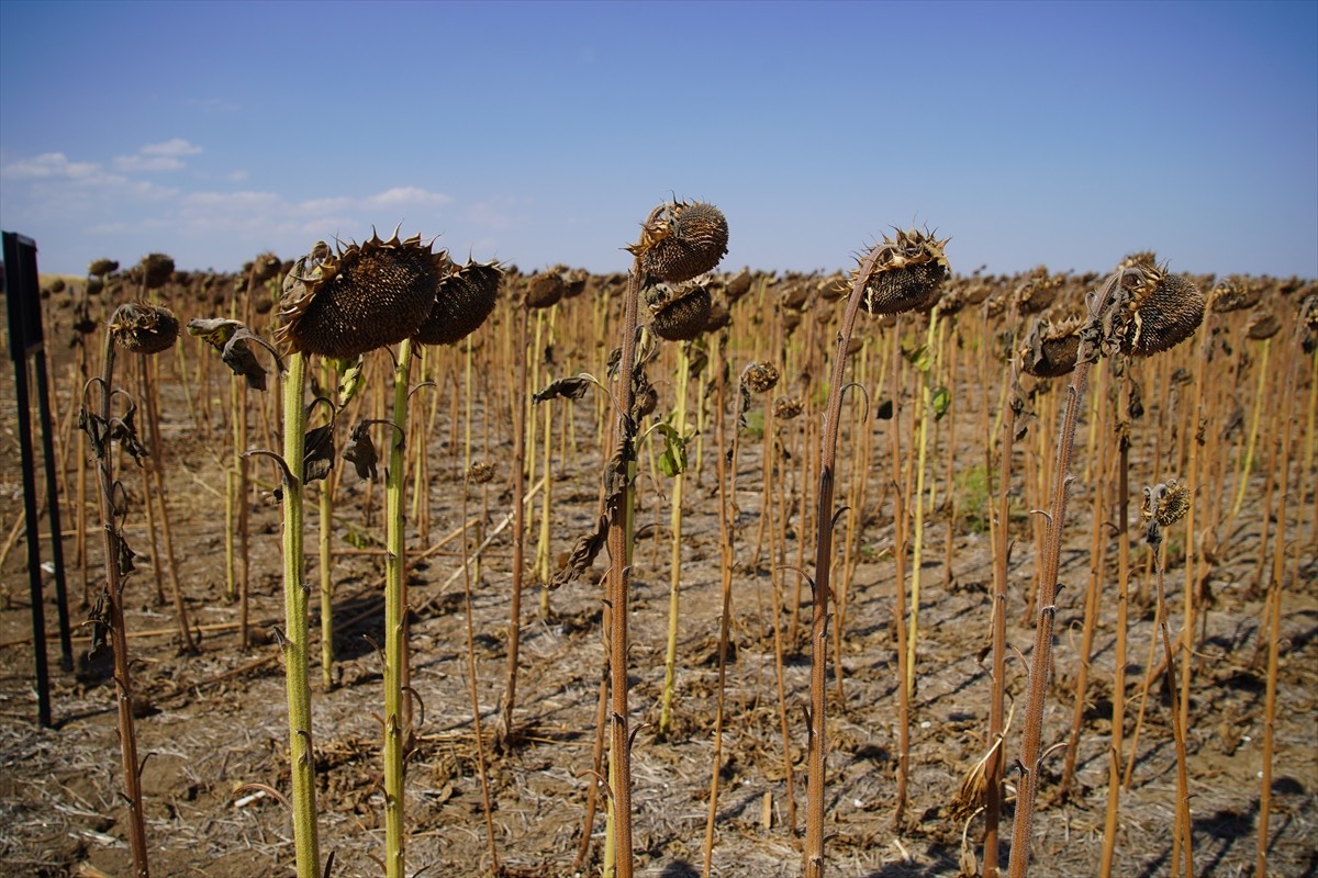 Türkiye'nin önemli ayçiçeği üretim merkezlerinden Edirne'de kuraklığa karşı dayanıklılığını ölçmek...