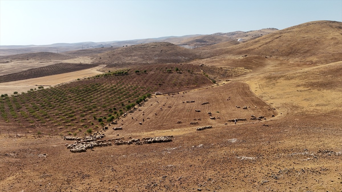 Türkiye'nin önemli tarım merkezlerinden Batman'da üretilen buğday ve arpanın hasadı sonrası...