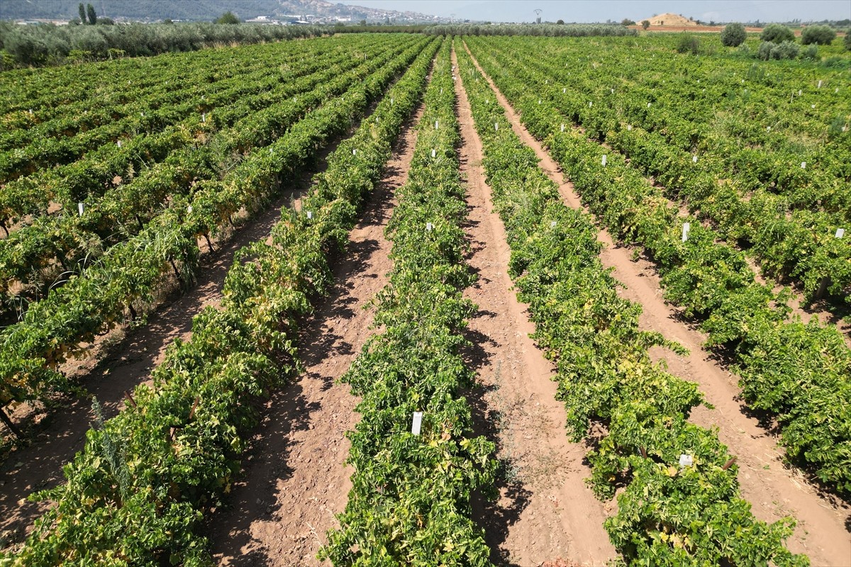 Türkiye'nin önemli tarım merkezlerinden Gediz Nehri Havzası'ndaki Manisa'nın Turgutlu ilçesinde...