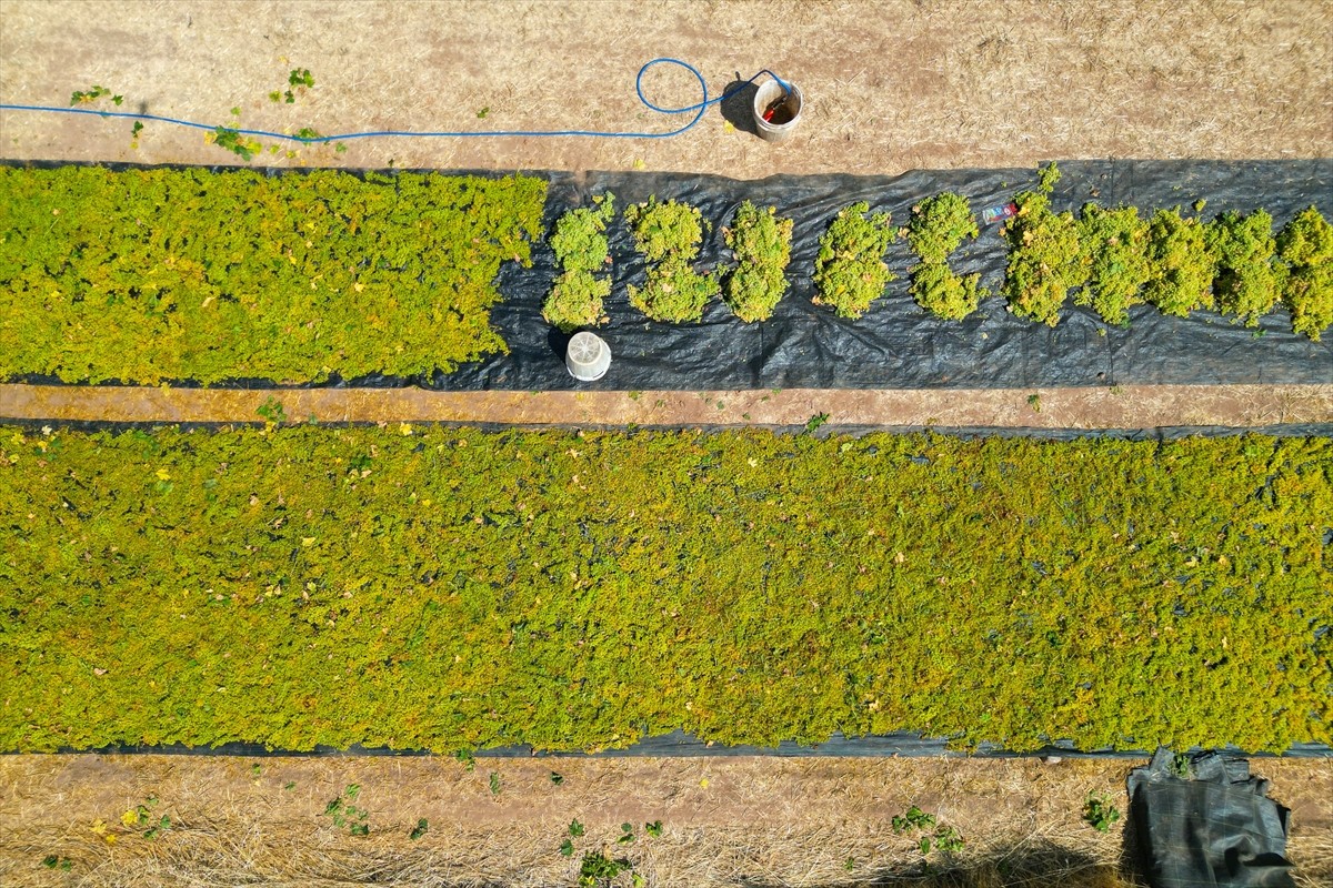 Türkiye'nin önemli tarım merkezlerinden Gediz Nehri Havzası'ndaki Manisa'nın Turgutlu ilçesinde...