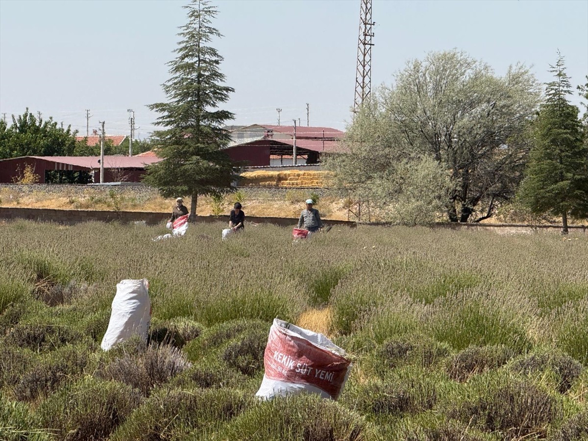 Afyonkarahisar'ın Evciler ilçesinde köylüler tarafından ortak yetiştirilen lavantanın geliri köyün...