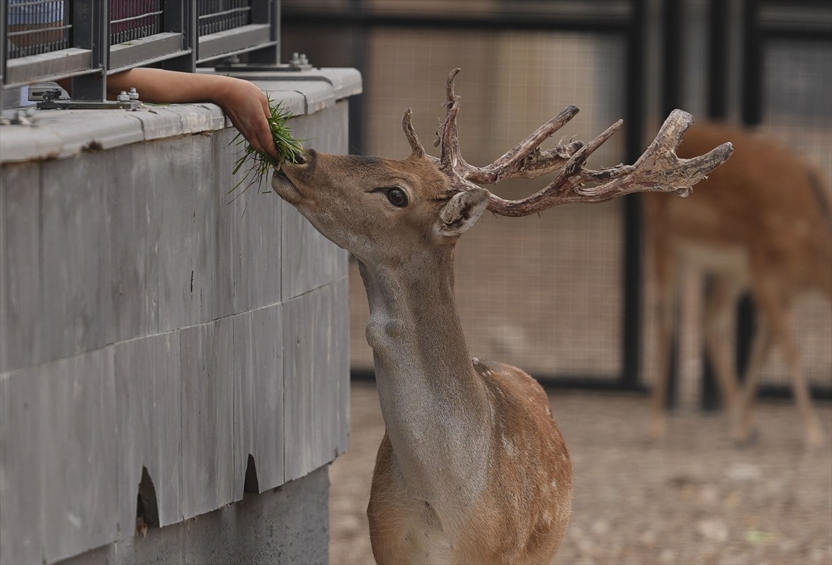 Ankara Büyükşehir Belediyesince Atatürk Orman Çiftliği'nde yapılan "Atatürk Çocukları Doğal Yaşam...