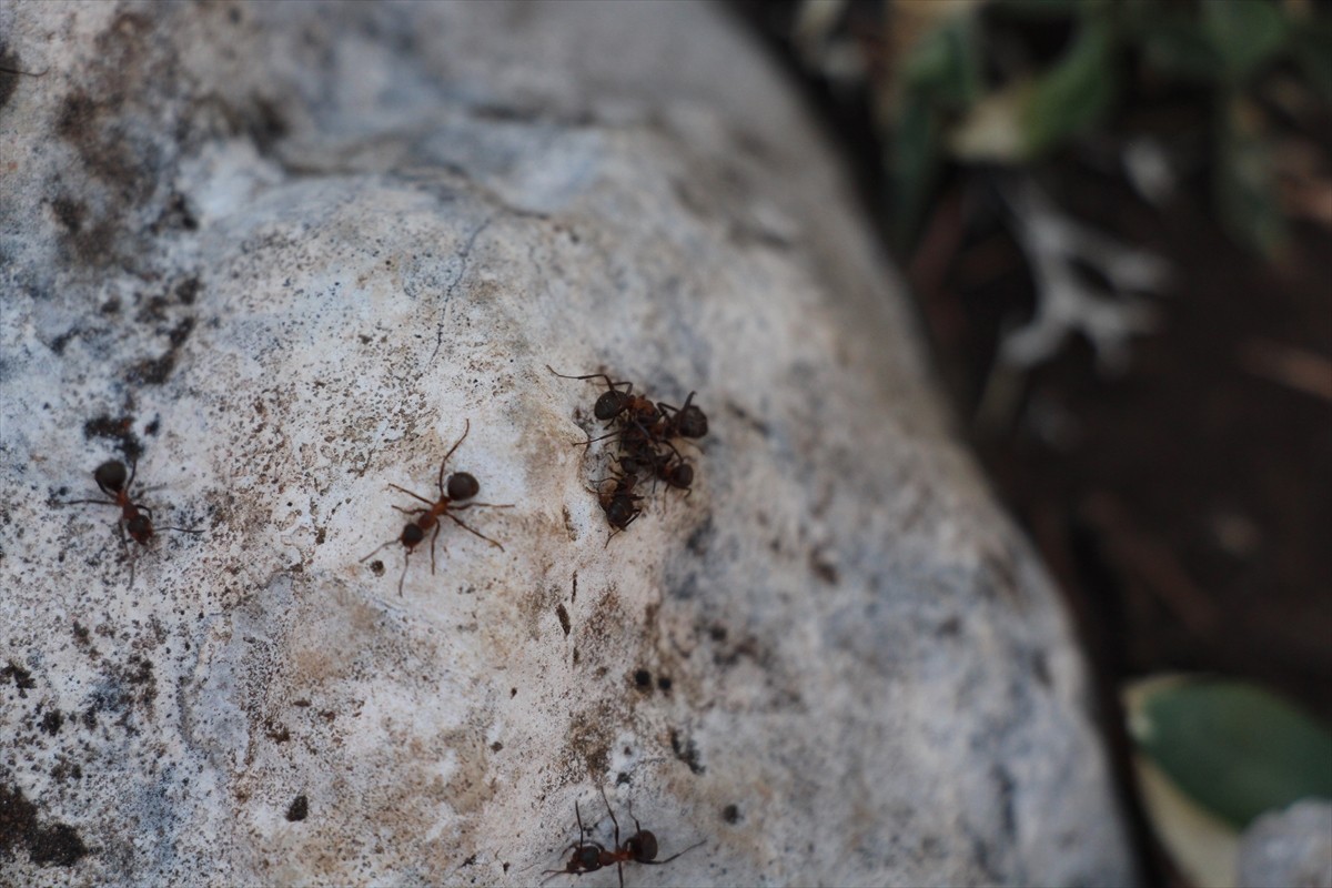 Antalya'da dünyanın en iyi korunan saf sedir ormanları arasında gösterilen Çığlıkara Ormanları...