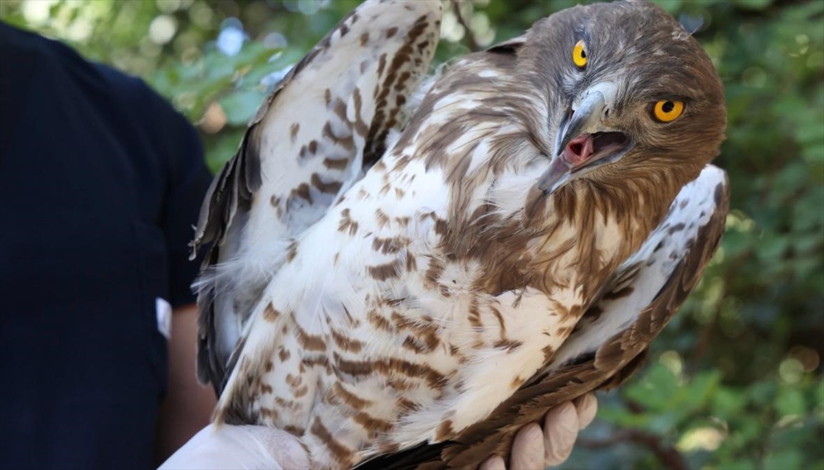 Antalya'da yaralı halde bulunan nesli tükenme tehlikesi altındaki yılan kartalı, Antalya...