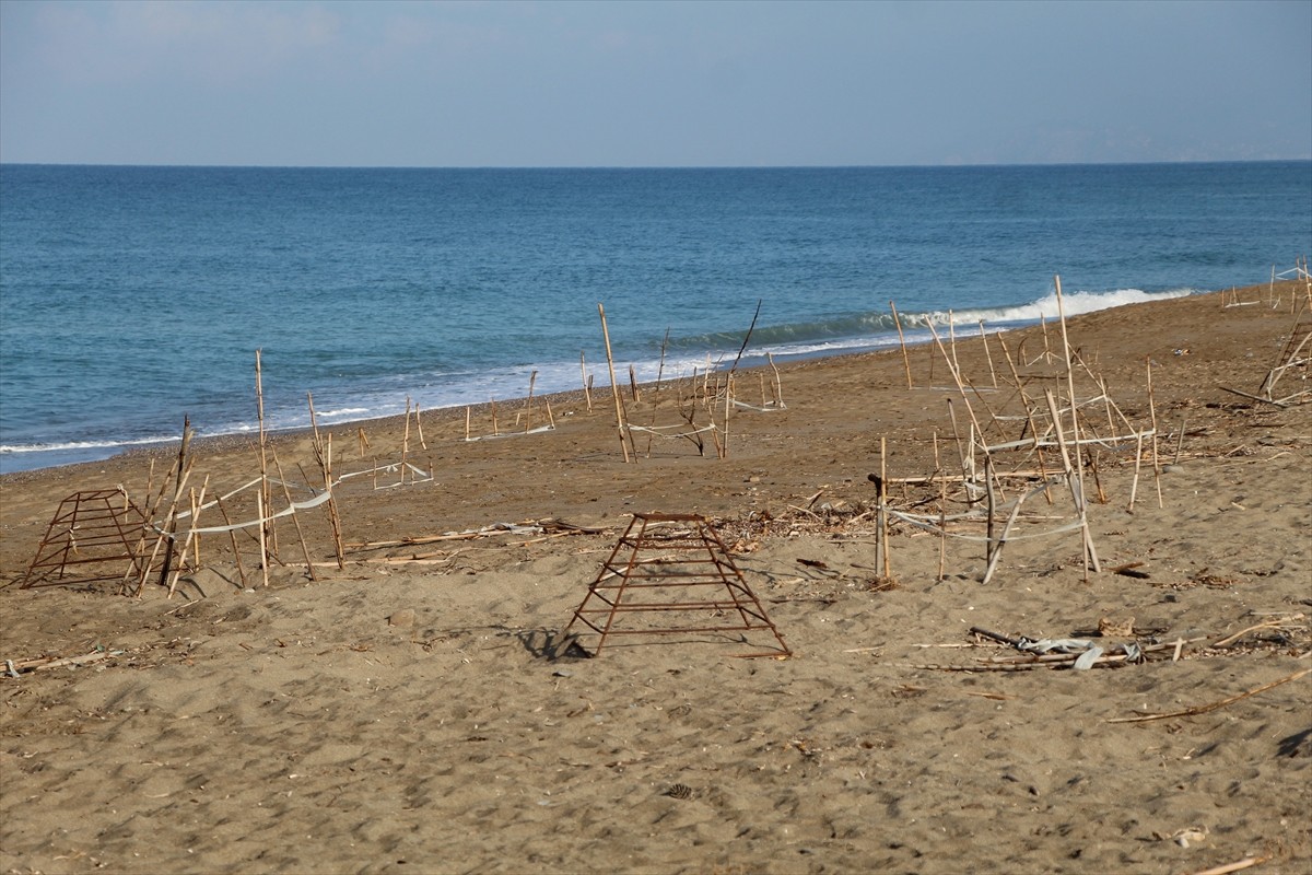 Antalya'nın Alanya ilçesinde yuvalarından çıkan caretta caretta yavrularının denizle buluşma...