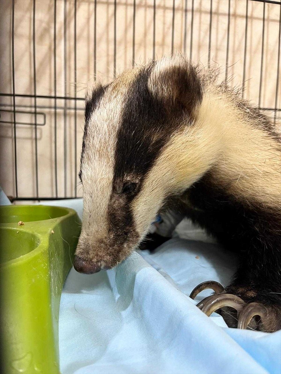 Antalya'nın Kemer ilçesindeki bir evin bahçesinde bulunan porsuk, Kemer Belediyesi Hayvan...