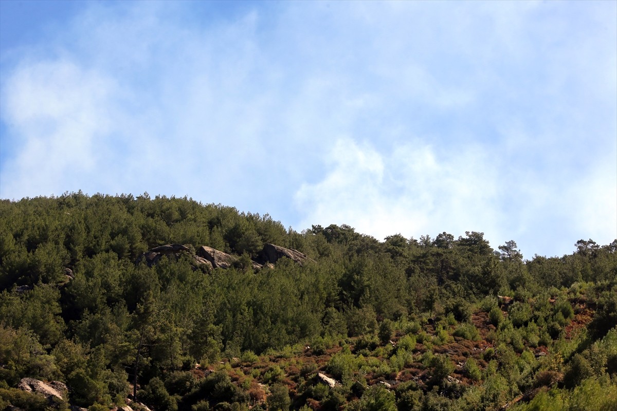 Aydın'ın Çine ilçesinde dün akşam saatlerinde çıkan orman yangınına havadan ve karadan müdahale...