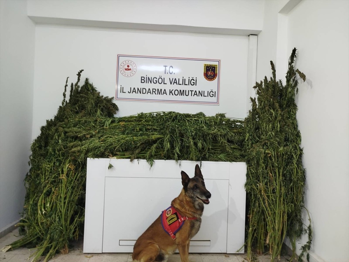 Bingöl'ün Genç ilçesinde düzenlenen operasyonda 91 kilo 250 gram kubar esrar ele geçirildi.