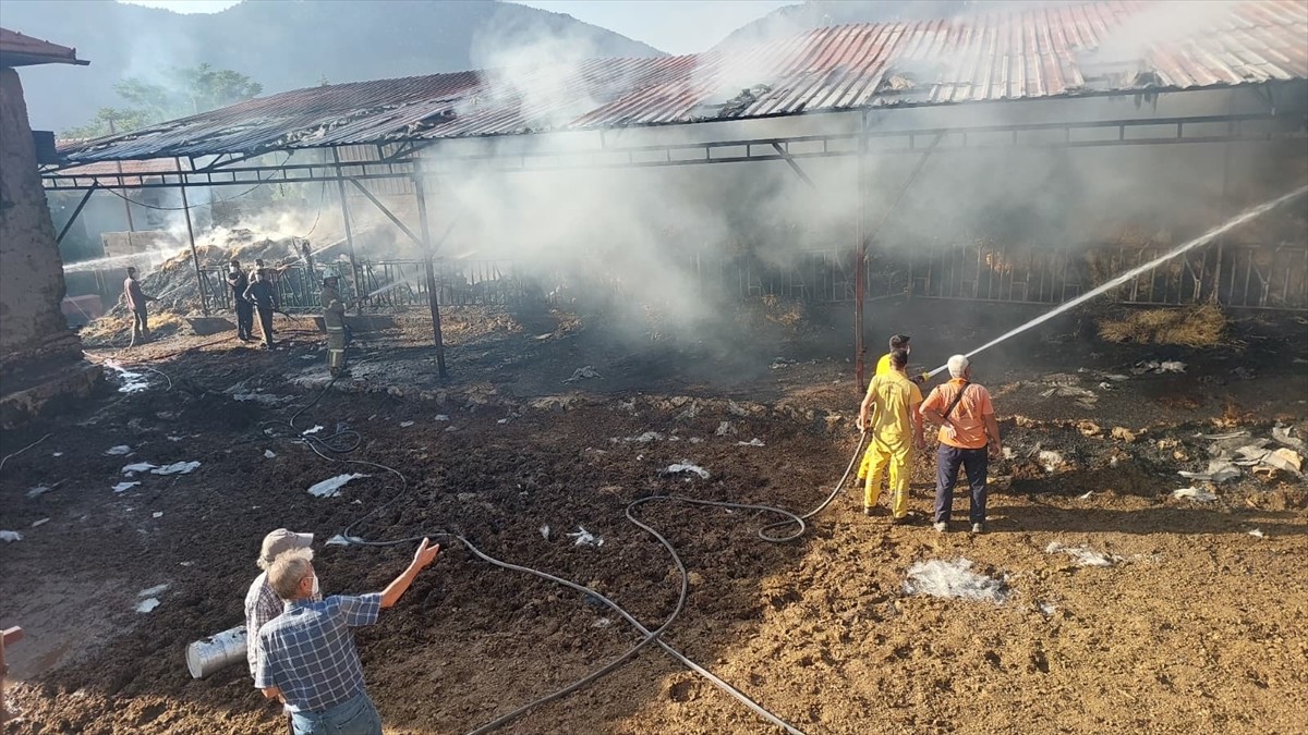 Burdur'un Yeşilova ilçesinde çıkan yangında 2 inek ve 2 buzağı telef oldu. Yangın, ekiplerin...