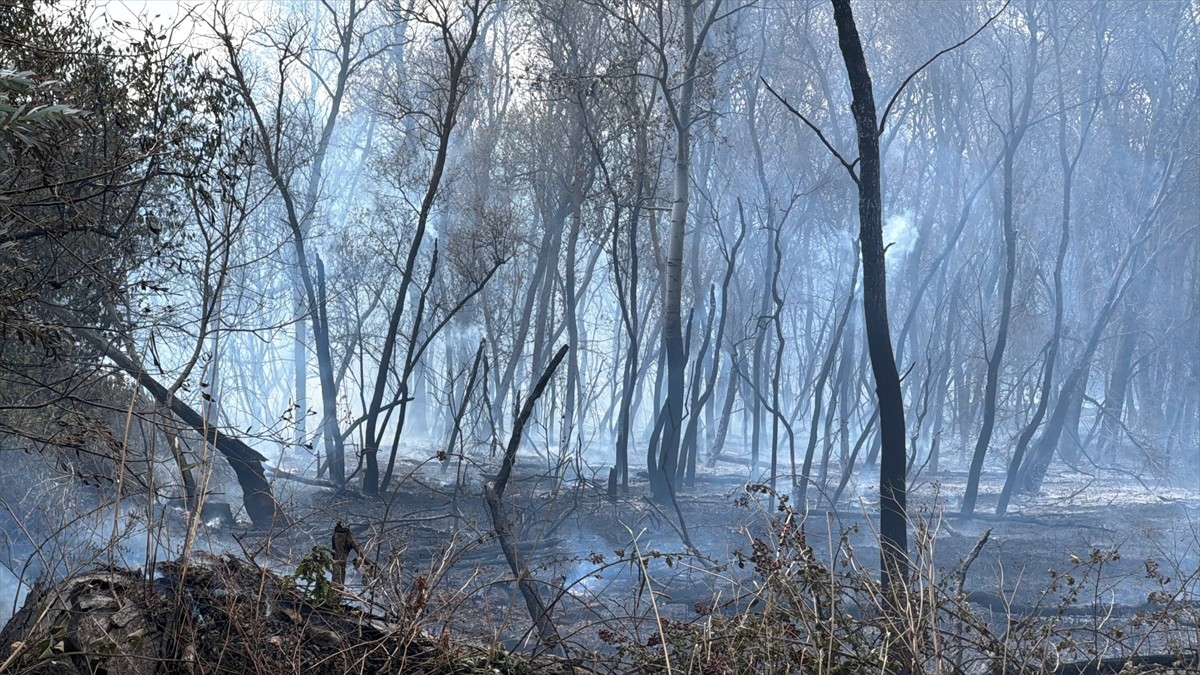 Büyükçekmece'de, göl kenarındaki ağaçlık alanda çıkan yangın itfaiye ekiplerince...