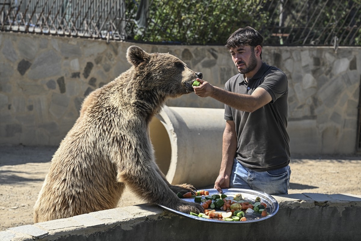 Çekmeköy Hayvan Rehabilitasyon Merkezinde Okan ismi verilen 3 yaşındaki ayının, İstanbul...
