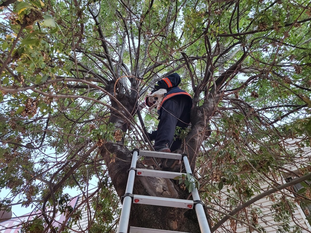Çorum'un Sungurlu ilçesinde ağaçta mahsur kalan kedi itfaiye ekiplerince kurtarıldı