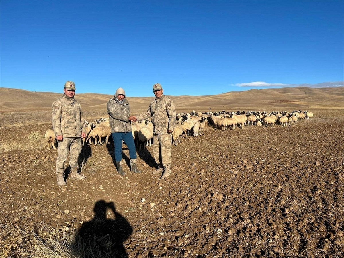 Erzincan’ın Çayırlı ilçesinde dağlık arazide kaybolan 300 koyun, jandarma ekiplerince insansız...