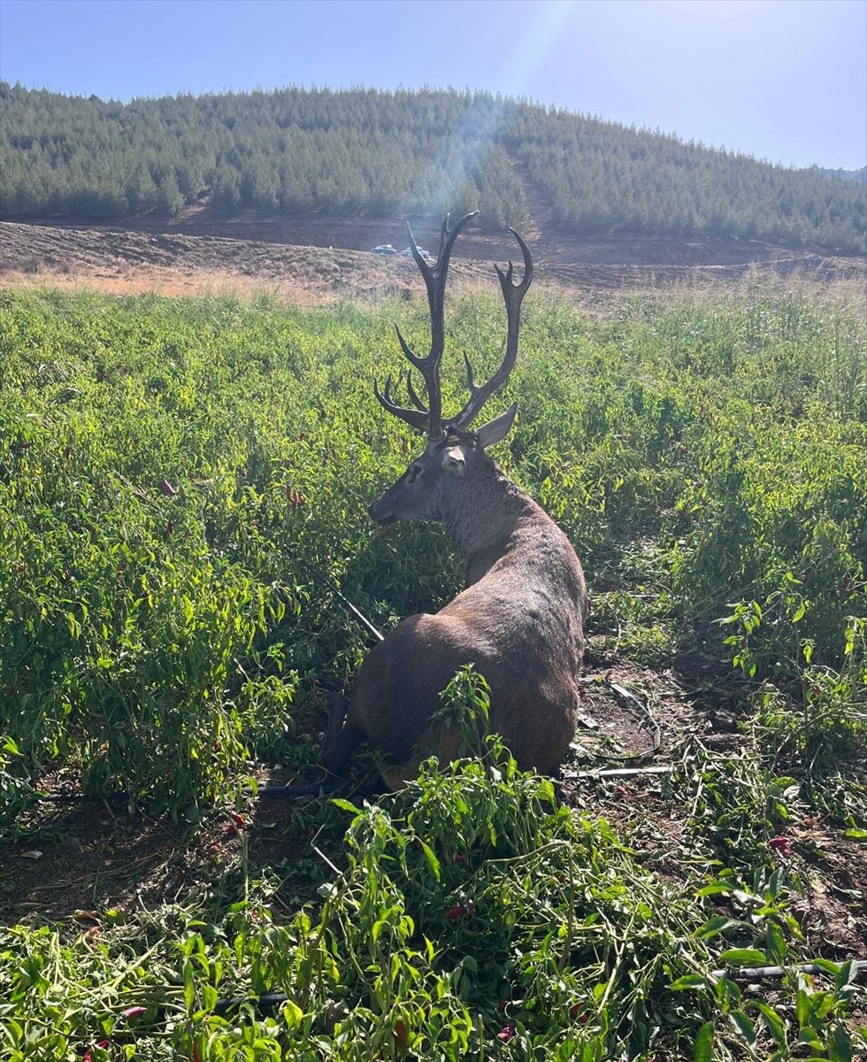 Gaziantep'in İslahiye ilçesinde biber tarlasında sulama hortumuna dolanarak bitkin düşen yaban...