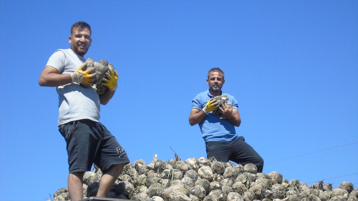 Gaziantep'in İslahiye ve Nurdağı ilçelerinde yaklaşık 9 bin 228 dönüm alanda ekili olan şeker...