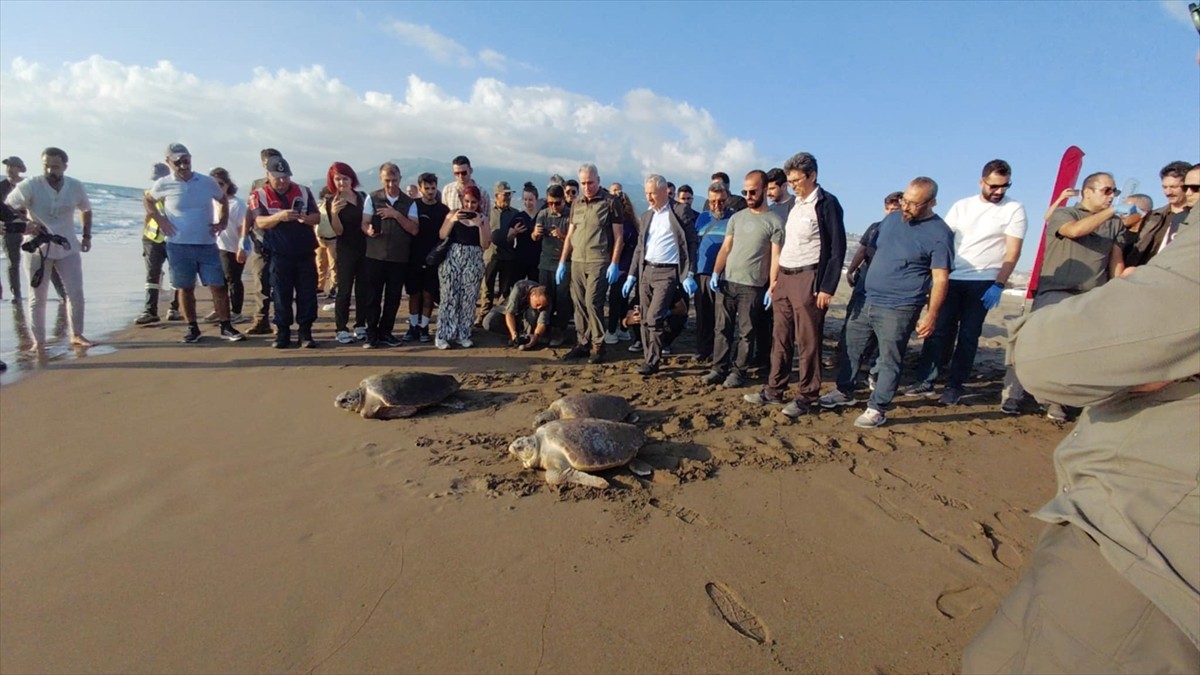 Hatay'ın Samandağ ilçesinde tedavileri tamamlanan 4 caretta caretta yeniden mavi sularla...