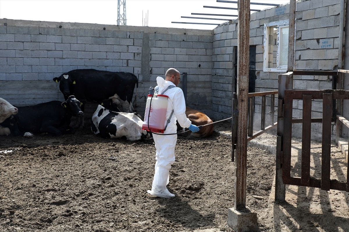 Iğdır'da, şap hastalığıyla mücadele kapsamında hayvanların yüzde 85'inin aşılanması üreticilerin...