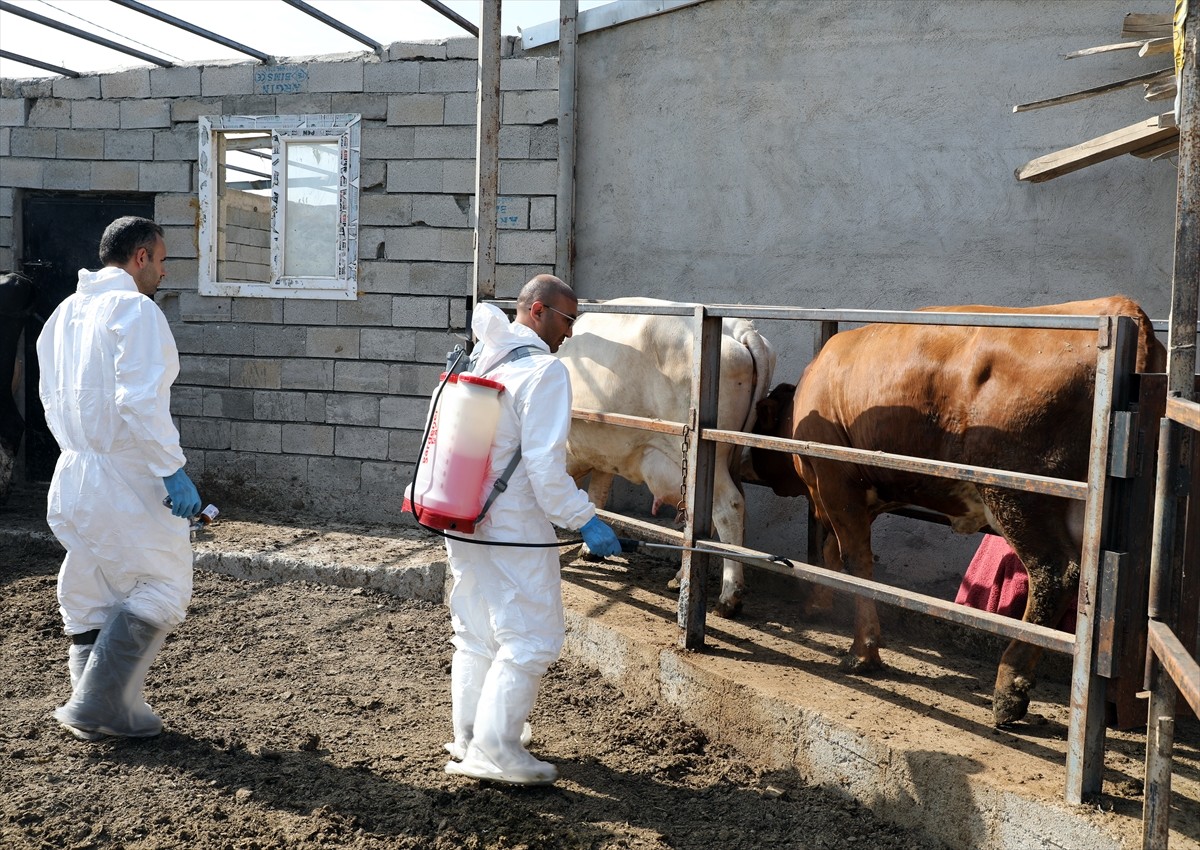 Iğdır'da, şap hastalığıyla mücadele kapsamında hayvanların yüzde 85'inin aşılanması üreticilerin...