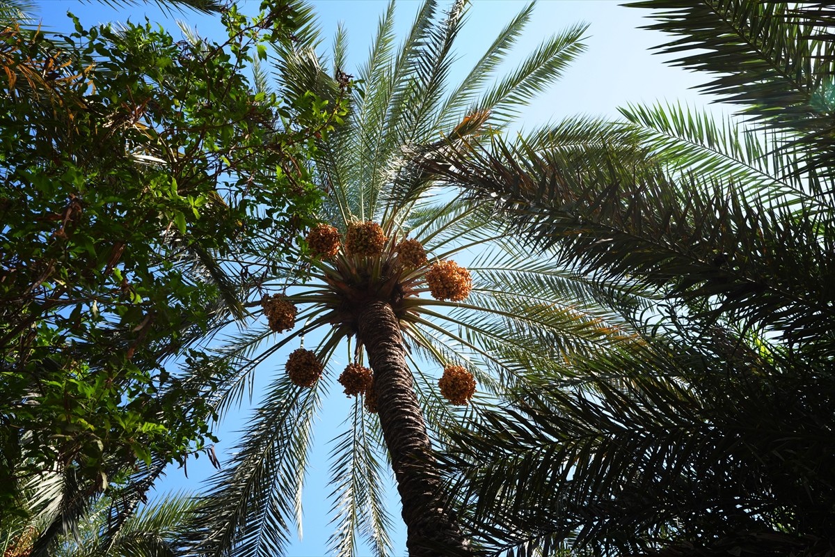 Irak'ta sıcaklıkların artmasıyla birlikte hurma hasadına başlandı. Ülkenin doğusundaki Diyala...
