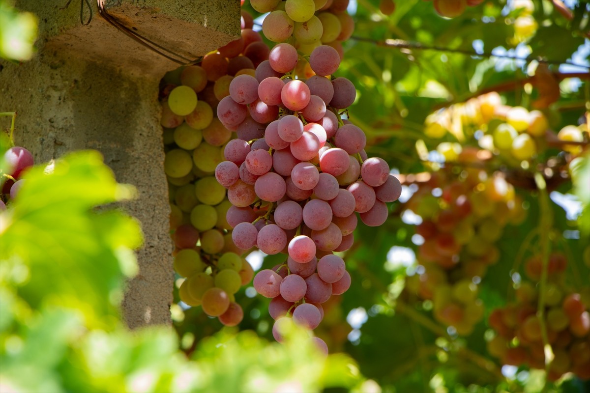 Irak’ın kuzeyinde yer alan Duhok şehri bölgenin üzüm, kuru üzüm, üzüm şerbeti ve pekmez merkezi...