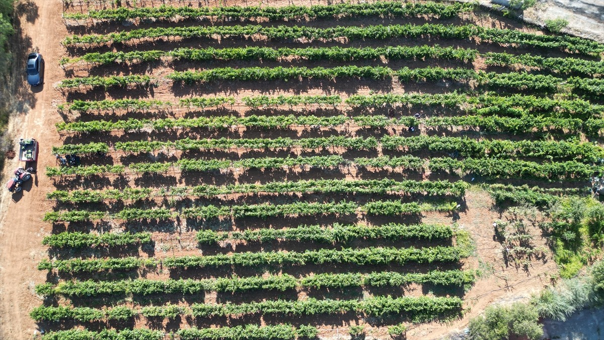 Isparta'nın Yalvaç ilçesinin Kuyucak köyünde, devletin verdiği hibe destekle kurulan üzüm...