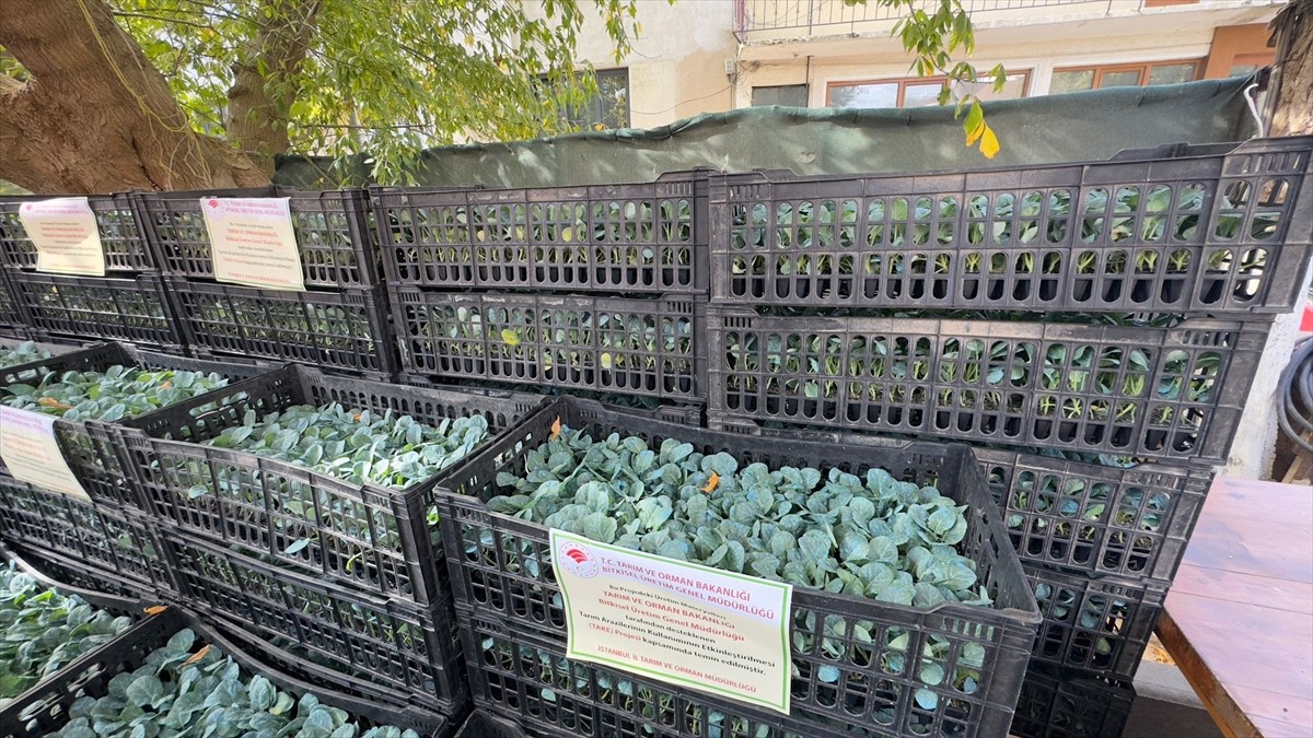 İstanbul Tarım ve Orman Müdürlüğünce, Sarıyer'de faaliyet gösteren 62 çiftçiye, 52 dekar alanda...