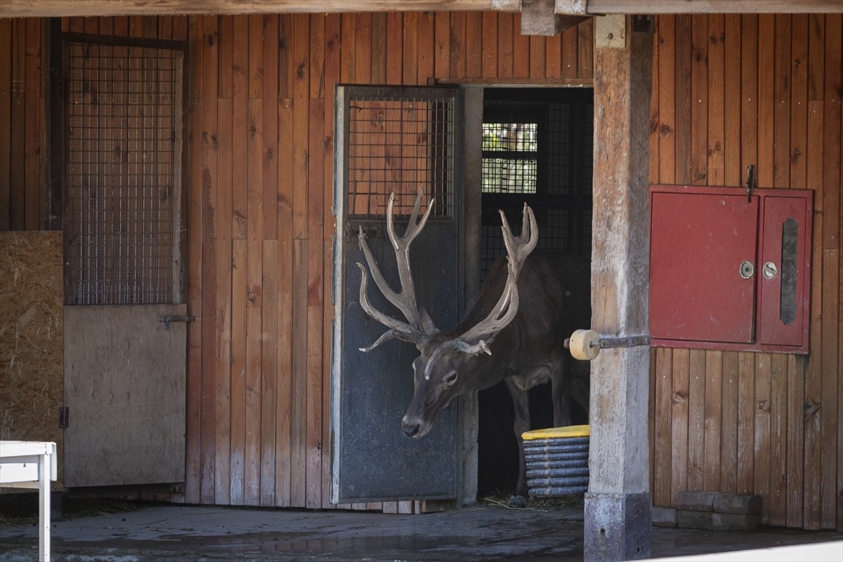 İzmir'in Kemalpaşa ilçesinde fabrika bahçesinde yaralı halde bulunan rehabilitasyon sürecinin...