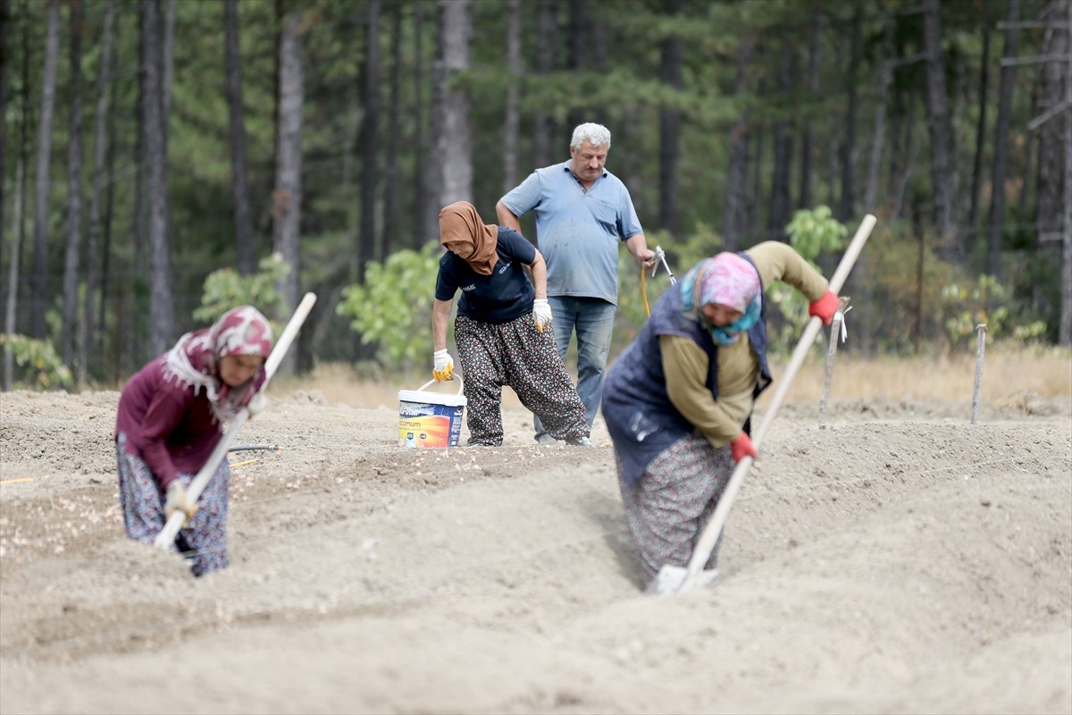 Karabük'ün Safranbolu ilçesinde, Avrupa Birliği'nden (AB) coğrafi işaret tescili alan safranın...