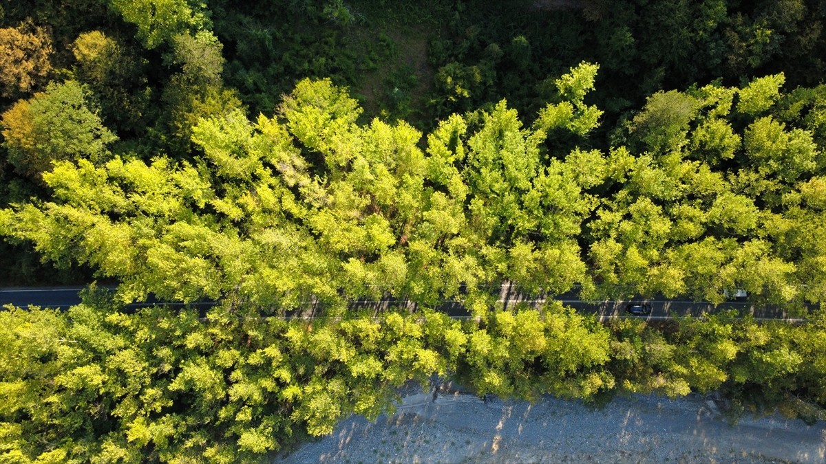 Karabük'ün UNESCO Dünya Miras Listesi'ndeki Safranbolu ilçesinde bulunan "ağaç tüneli"...