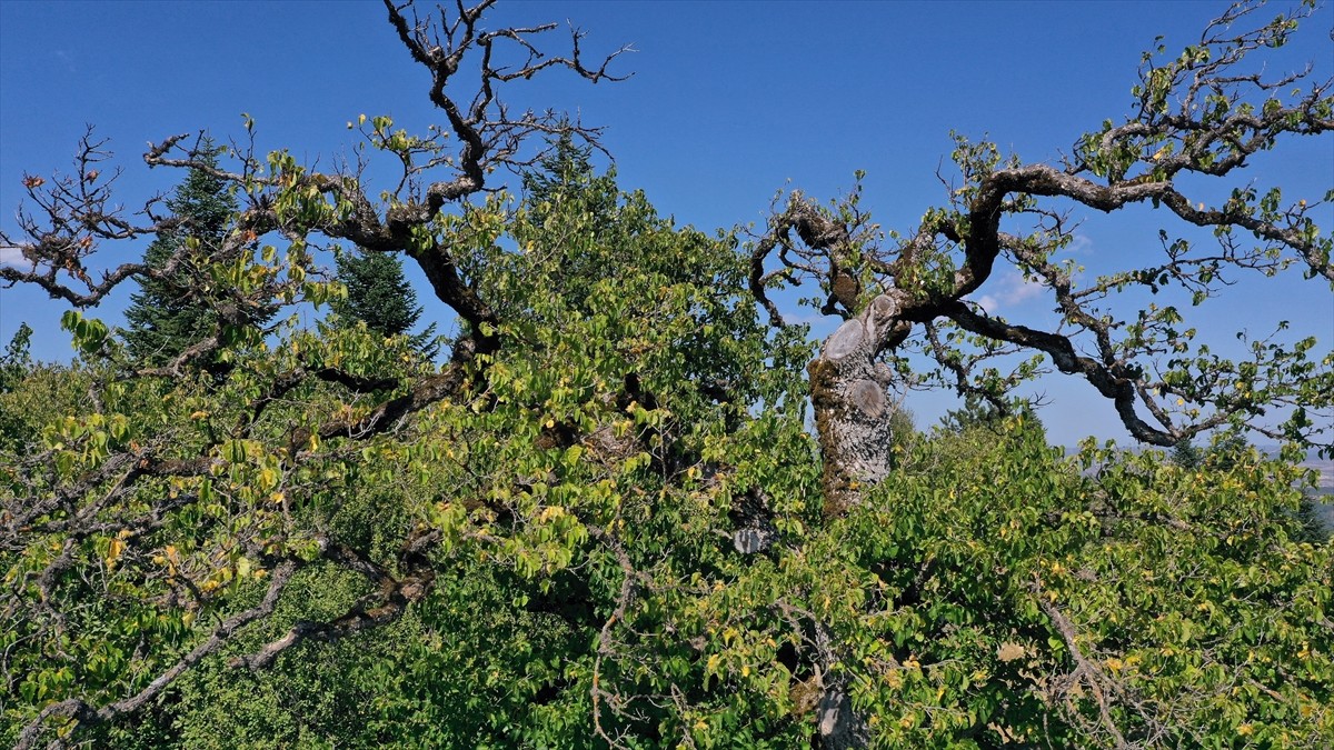 Kastamonu'nun Ağlı ilçesinde bulunan Türk fındığı ağaçları, yüzlerce yıldır meyve vermeye devam...