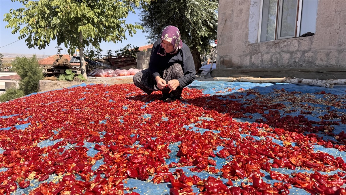 Kayseri'nin Cırgalan Mahallesi'nde yıllardır ata tohumuyla üretilen coğrafi işaretli biber...
