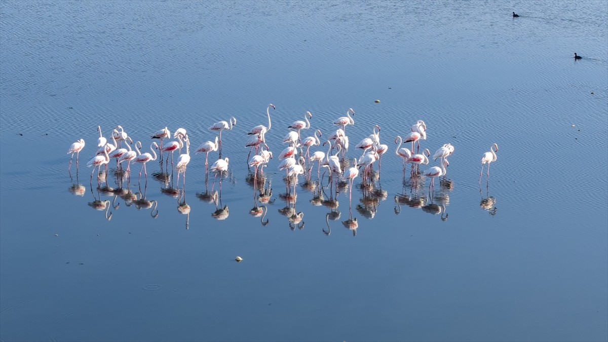 Küresel ısınma ve kuraklık, Kuzey Afrika'dan İran'a uzanan göç sırasında yaz boyunca Van Gölü...