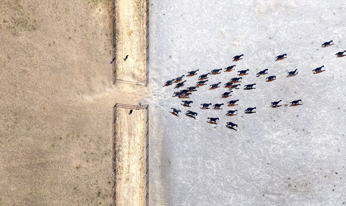 Malatya'da Tarım İşletmeleri Genel Müdürlüğü'ne (TİGEM) bağlı Sultansuyu Tarım İşletmesi'nde...