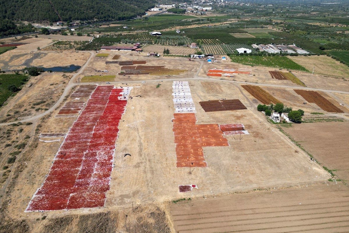Manisa'nın Turgutlu ilçesinde, Gediz Ovası'ndaki sergi alanları kurutmalık ürünlerle renklendi....