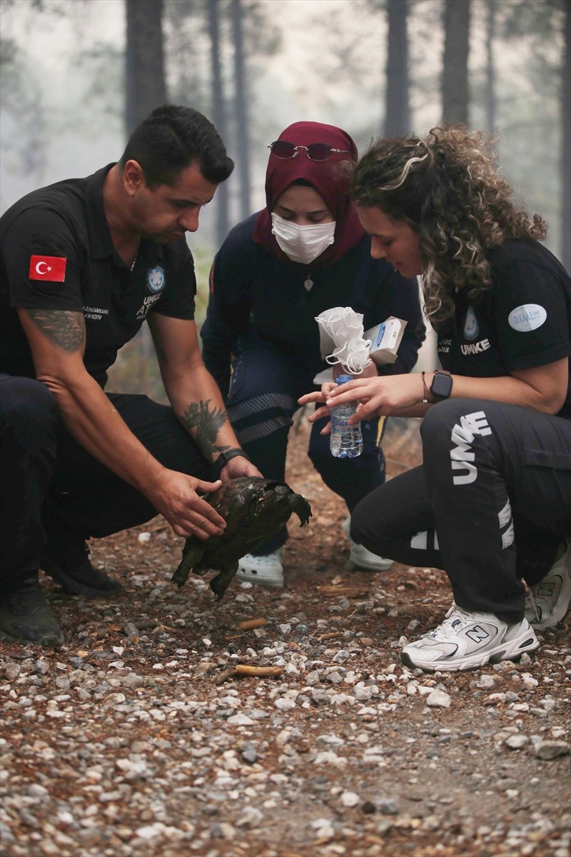 Muğla'nın Köyceğiz ilçesinde orman yangını sırasında kurtarılan kaplumbağa, tedavi altına alındı....