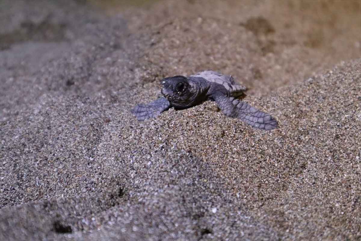 Muğla'nın Ortaca ilçesinde ayaklarından birisi olmadığı için yuvasını gönüllülerin kazdığı deniz...