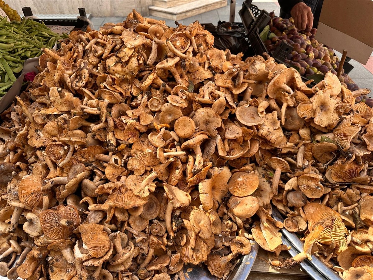 Ordu Üniversitesi (ODÜ) Tıp Fakültesi Aile Hekimliği Anabilim Dalı Başkanı Prof. Dr. Özgür...