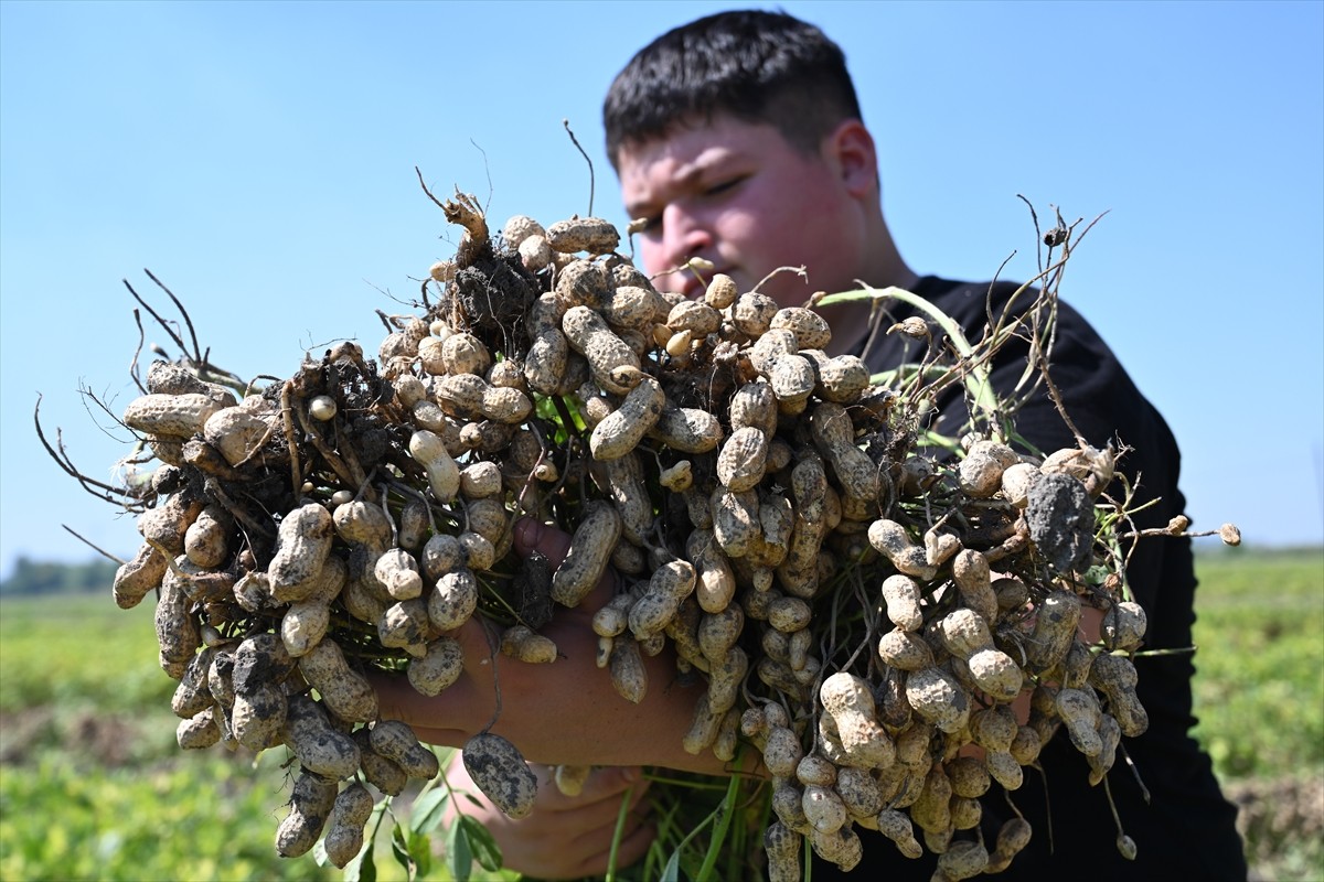 Osmaniye'de üretilen coğrafi işaret tescilli yer fıstığında hasat dönemi başladı.