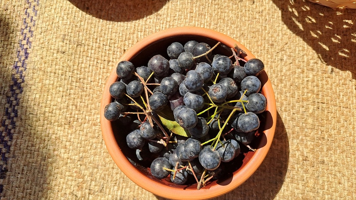 Sakarya'nın ilçelerinde yetiştirilen, sağlığa olumlu etkileri dolayısıyla "süper meyve" olarak...