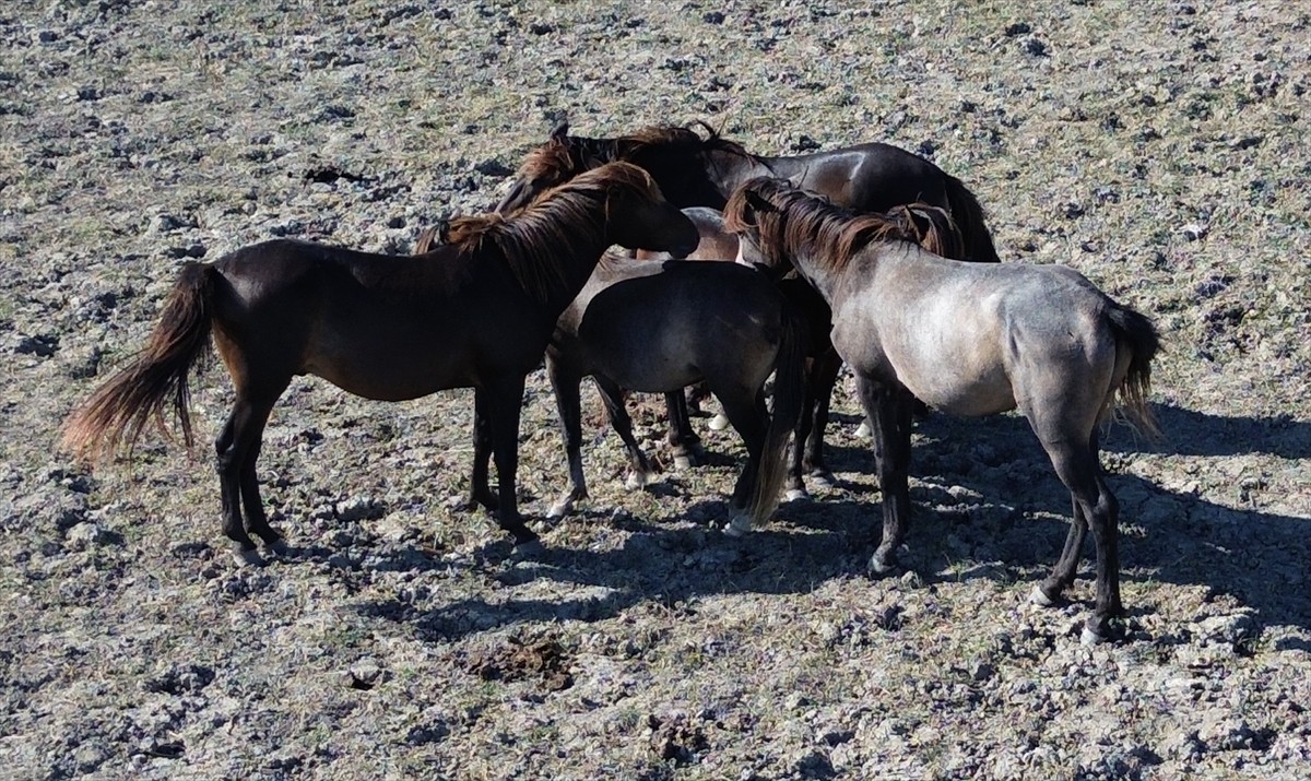 Samsun'da bulunan Kızılırmak Deltası Kuş Cenneti'nde yılkı atları, yaşamlarını özgürce...